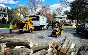 Best Tree Disease Treatment  in Versailles, MO